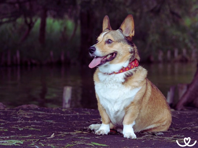 Plemeno-welsh-corgi-pembroke (6)